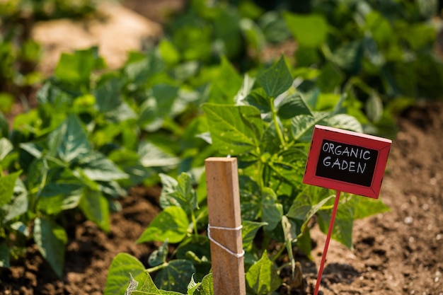 Vegetables in local community garden in middle of the Summer.