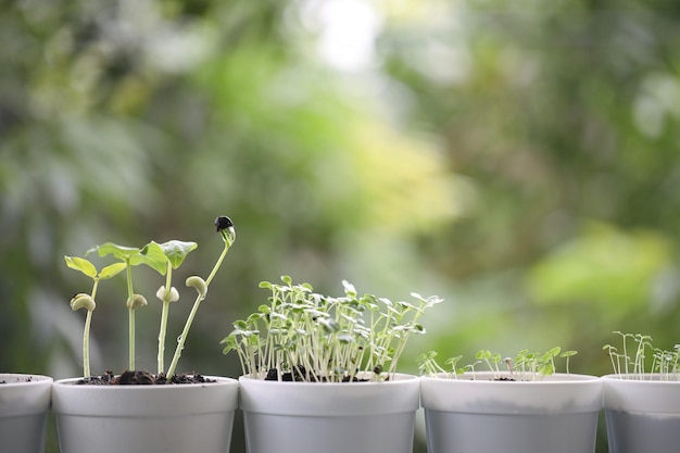 Vegetables sprout growing in white small white pots