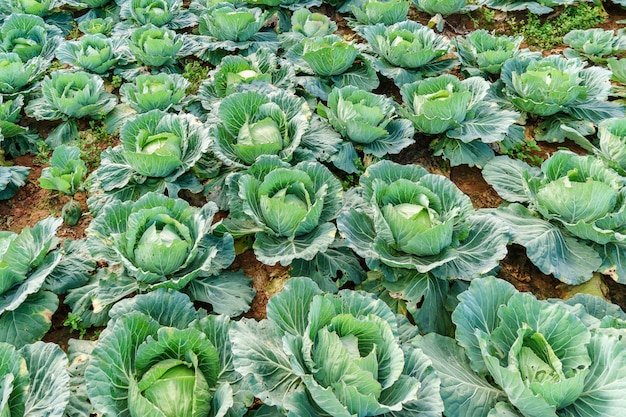 Vegetables that grow on the mountain rim, as many useful vegetables.