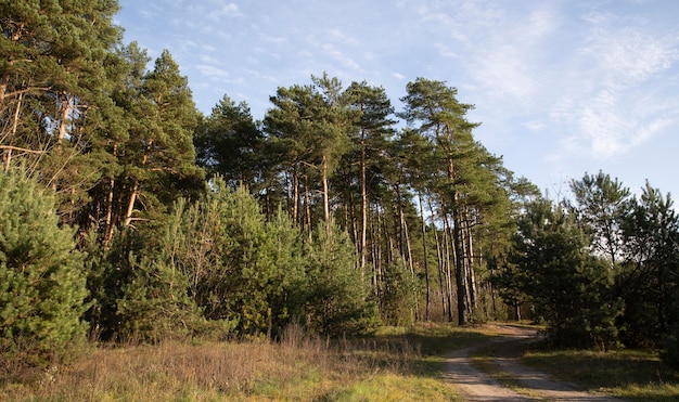 Vegetation natural plants in the park