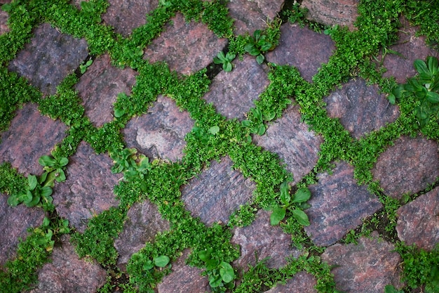 Vegetation between the paving stones