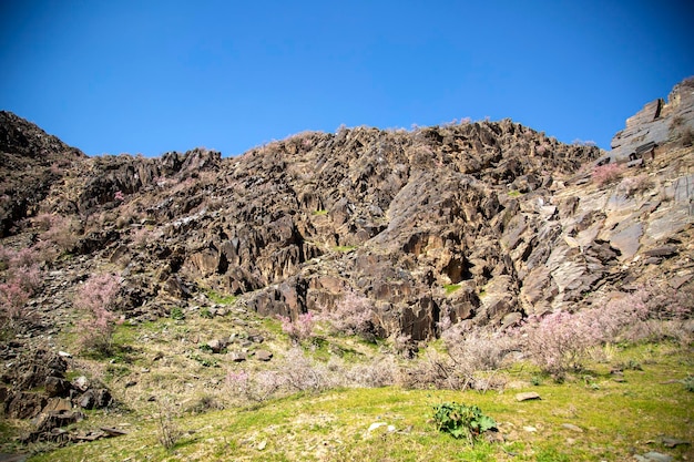 Vegetation among the rocky terrain