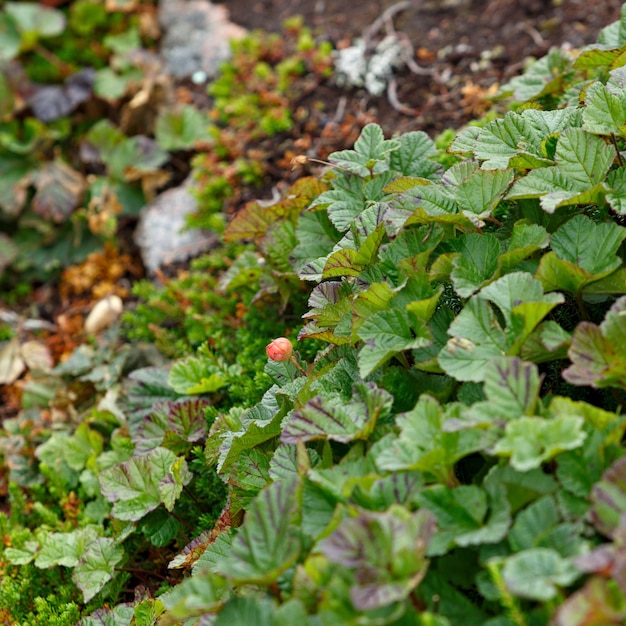 The vegetation of the tundra