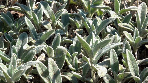 Vegetative background from blooming plants