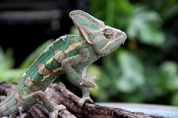 Photo the veiled chameleon chamaeleo calyptratus