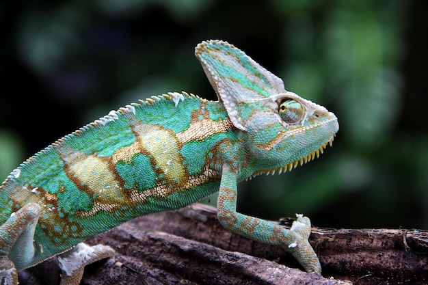 Photo the veiled chameleon chamaeleo calyptratus