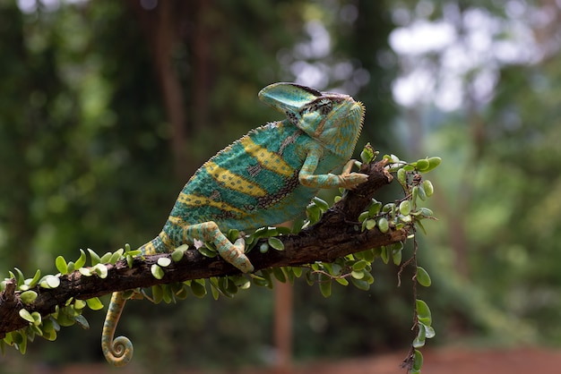 A Veiled chameleon hanging on a tree trunk