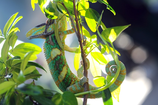 veiled chameleon between the leaves in camouflage