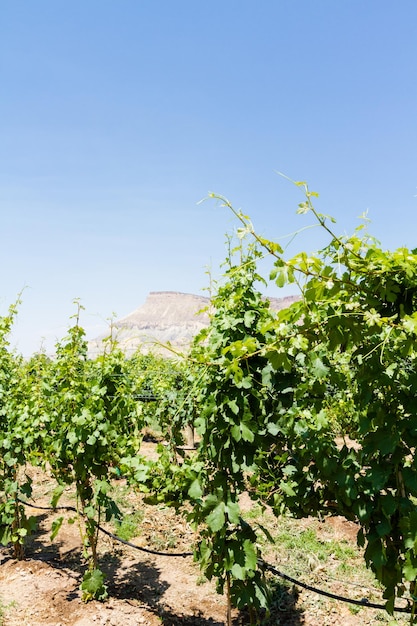 Veneard with view of Grand Junction buttes.