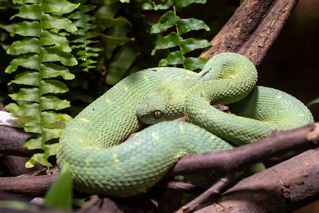 Venomous Bush Viper Atheris squamigera on tree