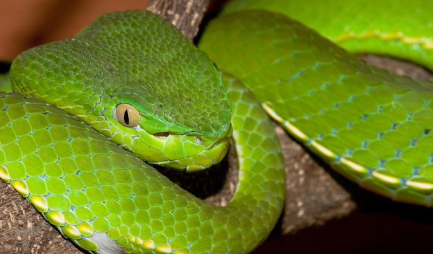 Venomous pit viper close-up portrait