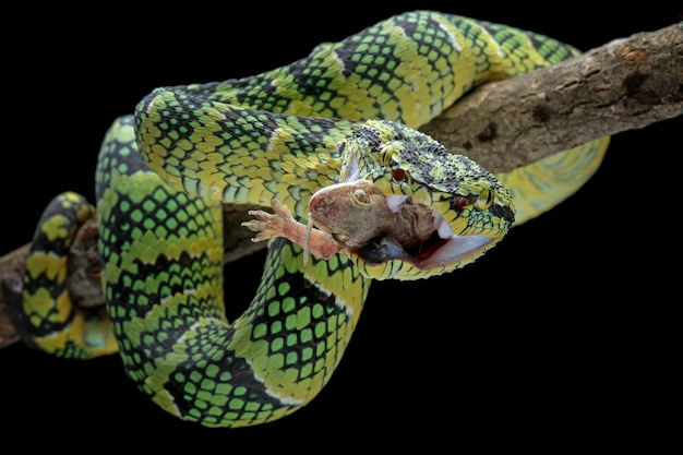 venomous snake eats its prey, wagleri pit viper snakes on branch, tropidolaemus wagleri