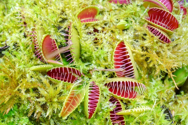 Venus flycatcher is a carnivorous plant Terrarium with green plants Natural background of plants