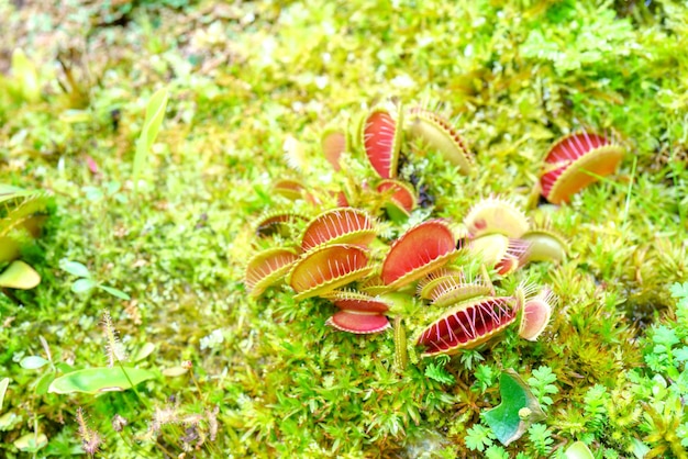 Venus flycatcher is a carnivorous plant Terrarium with green plants Natural background of plants