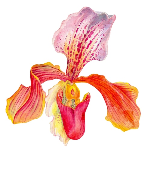 Venus' shoes orchid flower with green leaves aka lady's slipper orchids moccasin flower Cypripedium whippoorwill shoe Hand drawn watercolor painting illustration isolated on white background