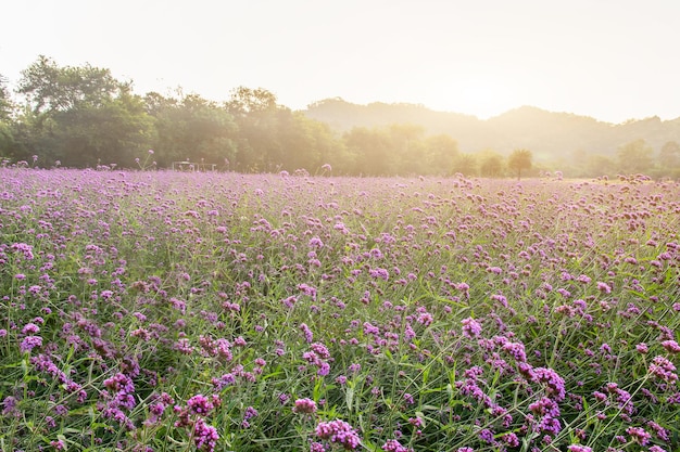 Verbena bonariensis violetta in the garden. Field of Violet flowers of Verbena bonariensis backgound.