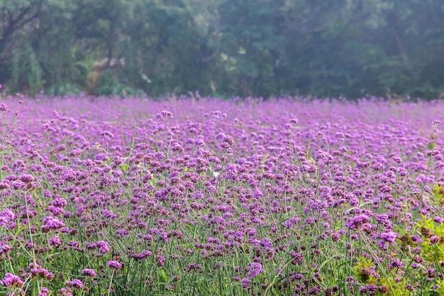 Verbena bonariensis violetta in the garden Field of Violet flowers of Verbena bonariensis backgoundxA