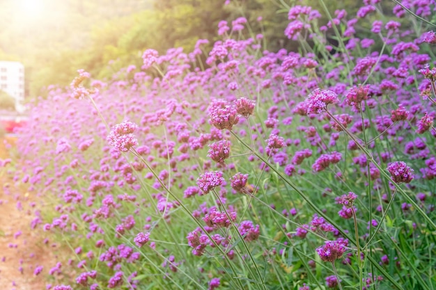 Verbena bonariensis violetta in the garden Field of Violet flowers of Verbena bonariensis backgoundxA