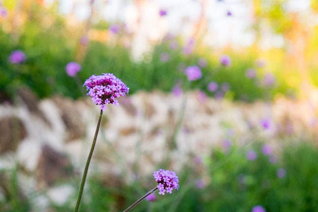 Verbena purple flower closeup