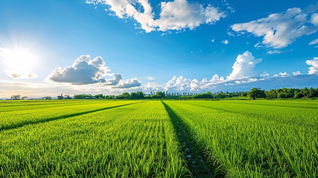 Verdant rice fields stretch out beneath a clear blue sky dotted with cumulus clouds reflecting the golden sunlight of a summer afternoon a narrow dirt path meanders through the vibrant green