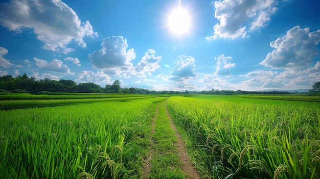 Verdant rice fields stretch out beneath a clear blue sky dotted with cumulus clouds reflecting the golden sunlight of a summer afternoon a narrow dirt path meanders through the vibrant green