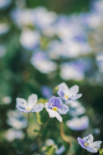 Veronica filament flowers in the garden