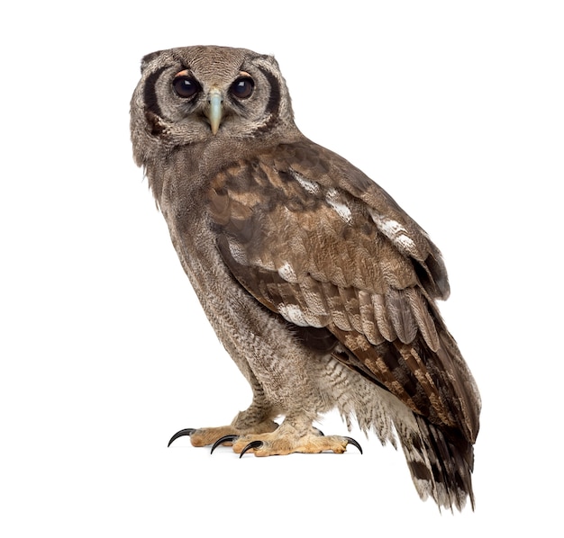 Verreaux's eagle-owl - Bubo lacteus (3 years old) in front of a white surface