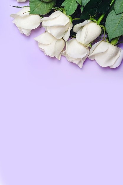 Vertical background bouquet of white roses on lilac background copy space from below