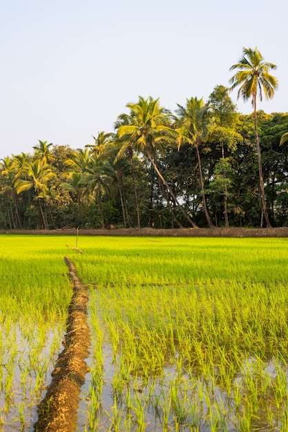 Vertical beautiful shot of grain field in India on a sunny day