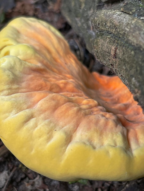 Vertical close up of a beautiful yellow mushroom chicken of the woods growing on a tree