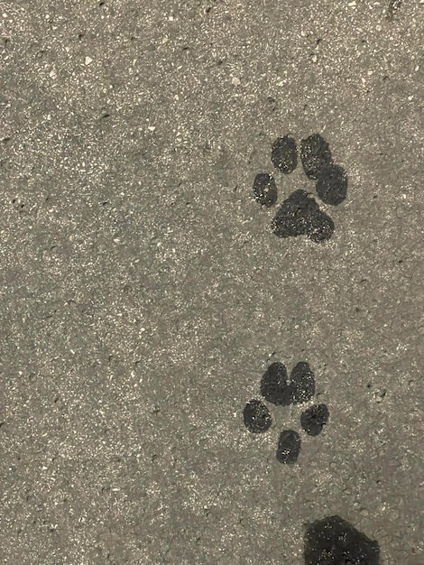 Vertical close up of wet paw prints on grey concrete