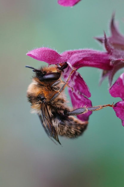 Vertical closeup of a fork-tailed flower bee, Anthophora furcata on a purple flower of hedge woundwort, Stachys sylvatica in the garden