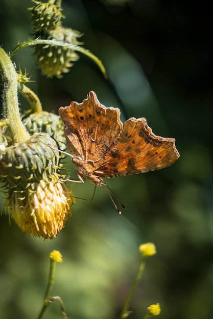 Vertical closeup of an orange butterfly standing on thorny plants in a vibrant sunny forest