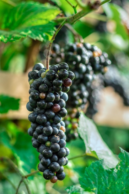 Vertical closeup shot of a black grape on the branch