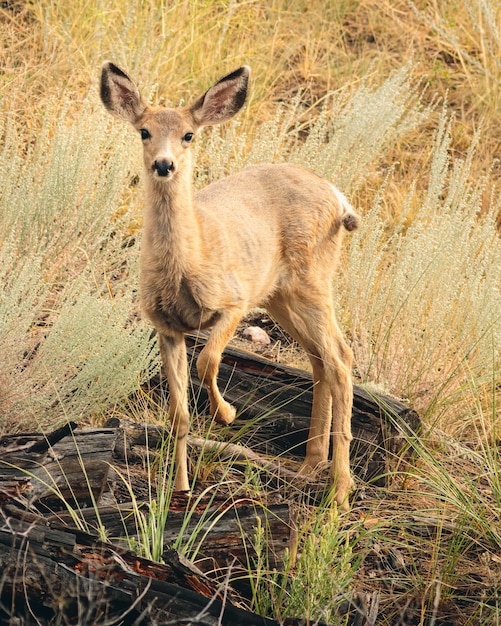 Vertical closeup shot of a cute small deer