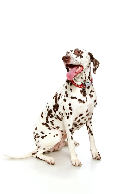 Vertical closeup shot of a dalmatian dog isolated on a white background