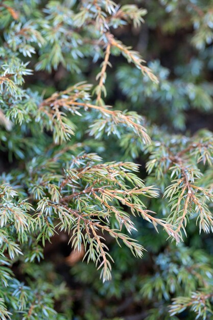 Vertical closeup shot of green pine tree branches