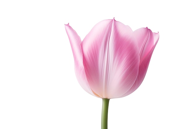 Vertical closeup shot of a pink tulip isolated on a white background