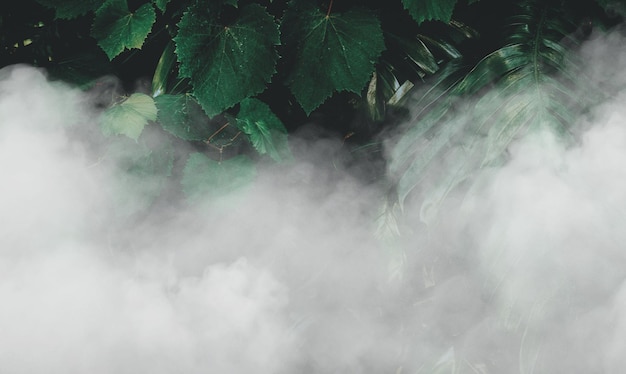 Vertical garden with tropical green leaf with fog and rain Dark tone