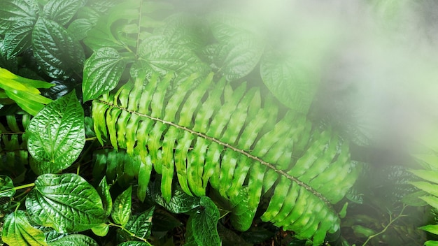 Vertical garden with tropical green leaf with fog and rain