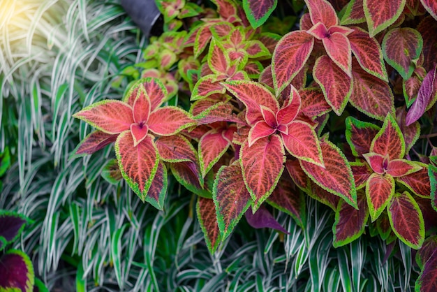 The vertical garden