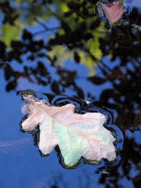 Vertical image of an oak leaf (Quercus robur) floating in the water