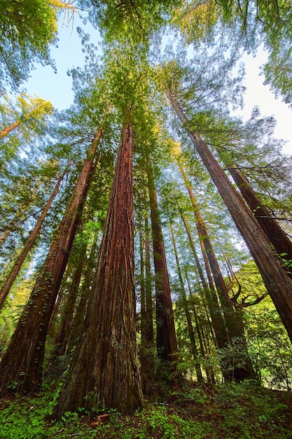 Vertical of large Redwood forest with giant tree trunks