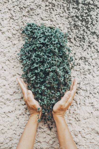 Vertical nature composition with human hands holding and caring a green little ivy plants coming out from a cement wall Concept of environment and gardening Power of nature Copy space environmental