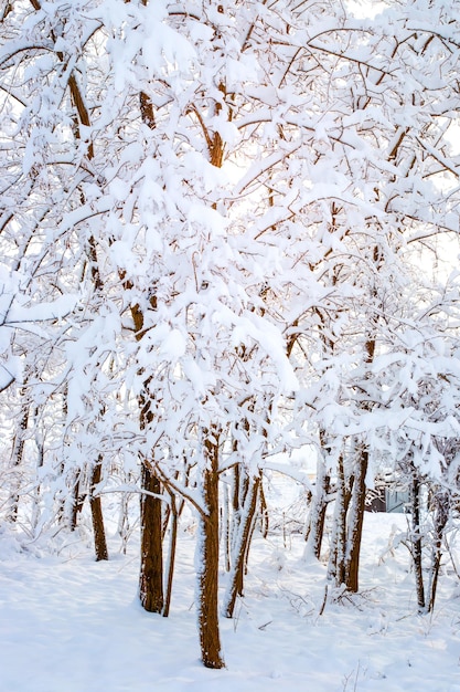 Vertical northern landscape Trees covered with snow on a sunny winter day