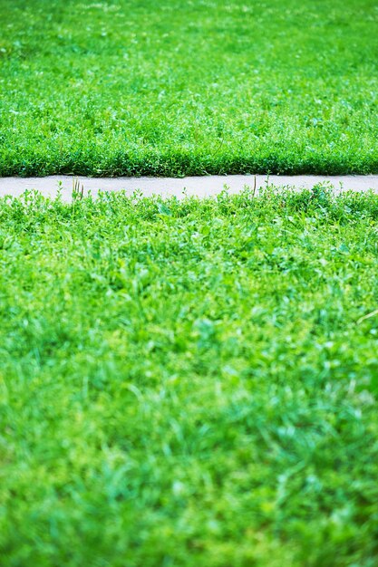 Vertical park path with green grass background  hd