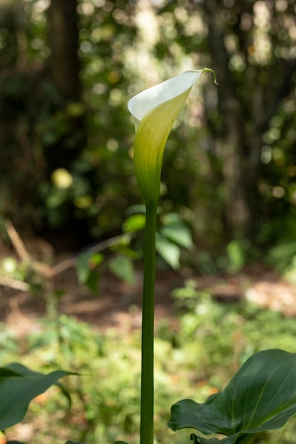 Vertical photo of a Calla Lily or gannet flower in the field with its long stem and room for text