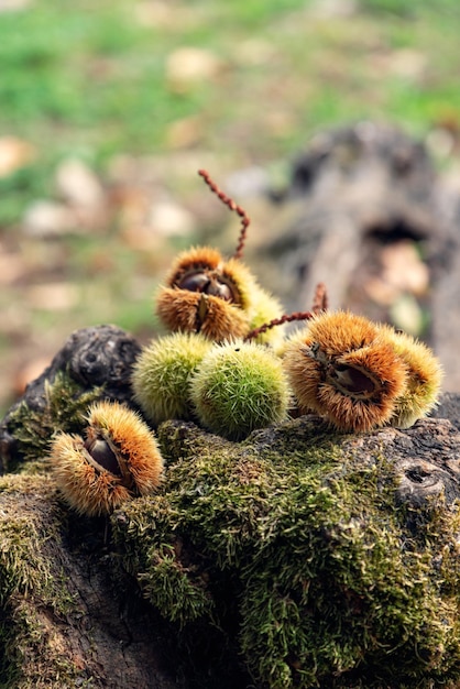 Vertical photo of chestnut fruits opened and in green shells with thorns on wooden stump, background