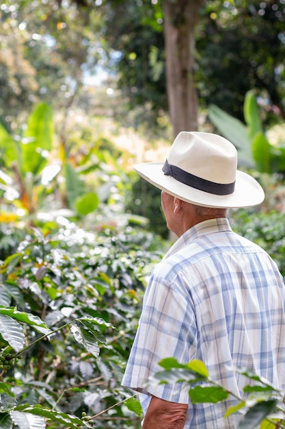 Vertical photo of elderly farmer looking at his coffee crops. Senior man looking at his field