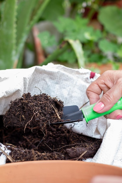 Vertical photo of hands digging nutritious soil for plants